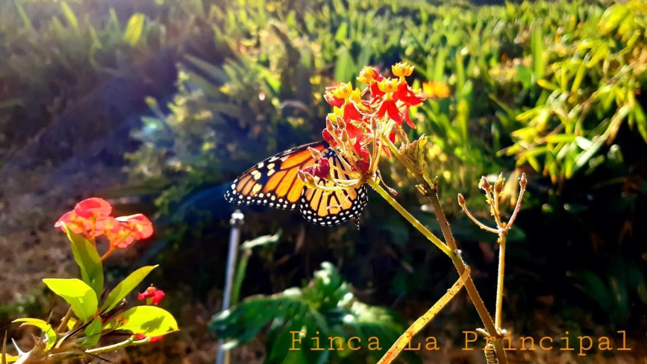 Finca La Principal Breña Alta Kültér fotó
