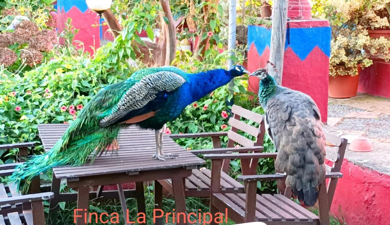 Finca La Principal Breña Alta Kültér fotó