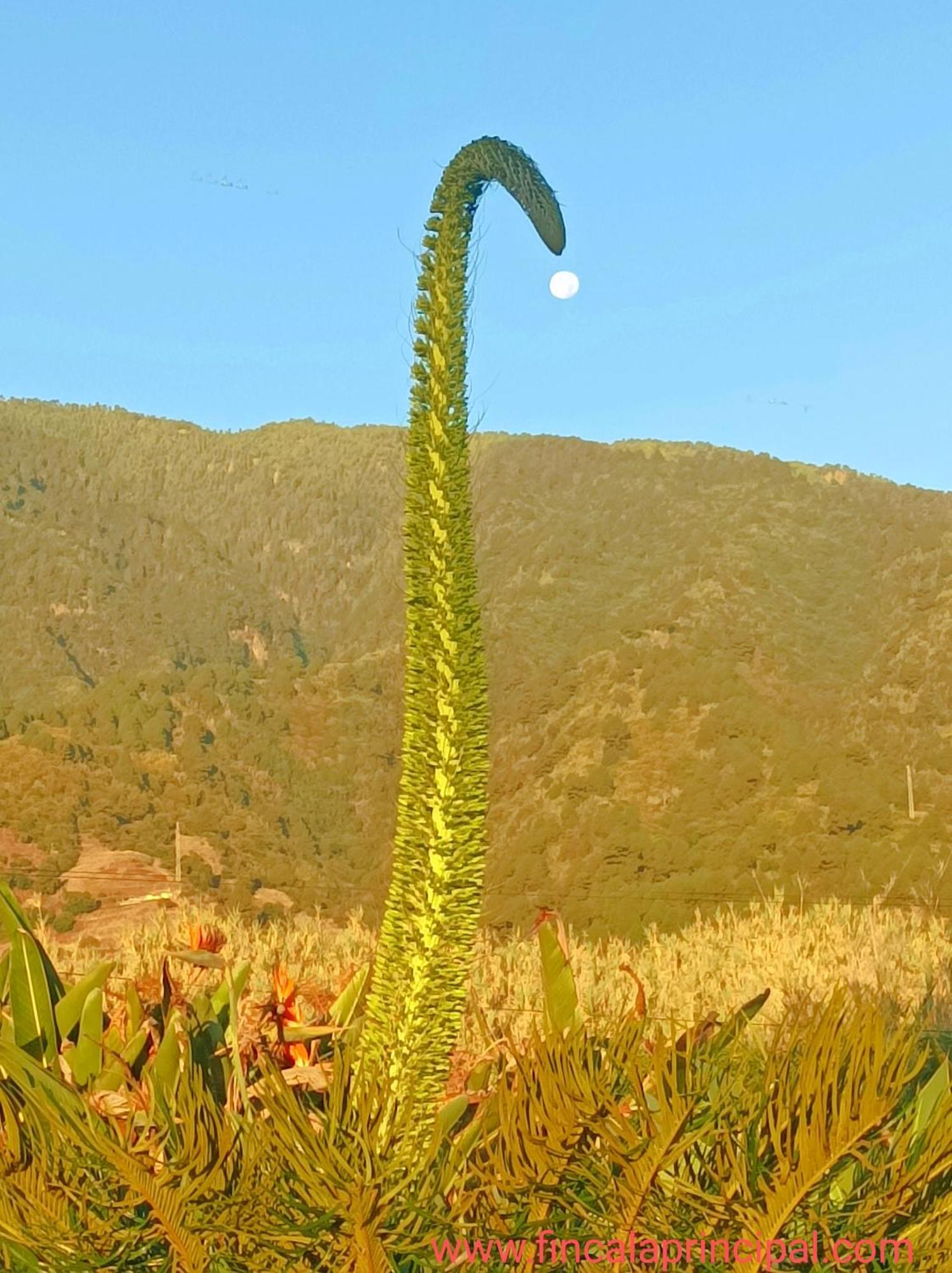 Finca La Principal Breña Alta Kültér fotó